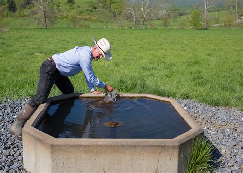 Keeping Cattle Away from Streams: Clean ... | Cattle water trough, Cow ...