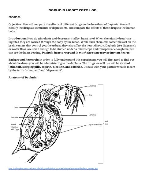 Daphnia Labeled Diagram