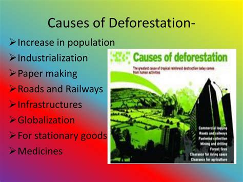 5 Big Causes Of Deforestation And How You Can Stop It - vrogue.co