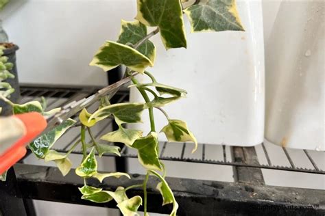 How To Prune English Ivy? (Best Time+Tips To Follow) » Simplify Plants