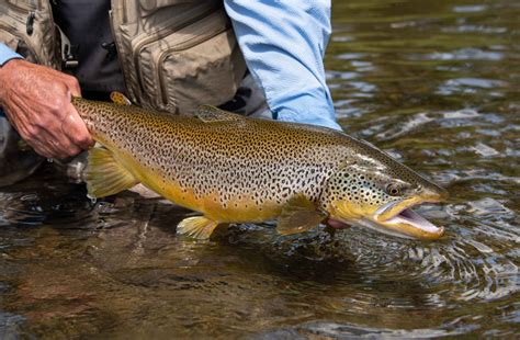 German Brown Trout – Sunfish Fish Farms