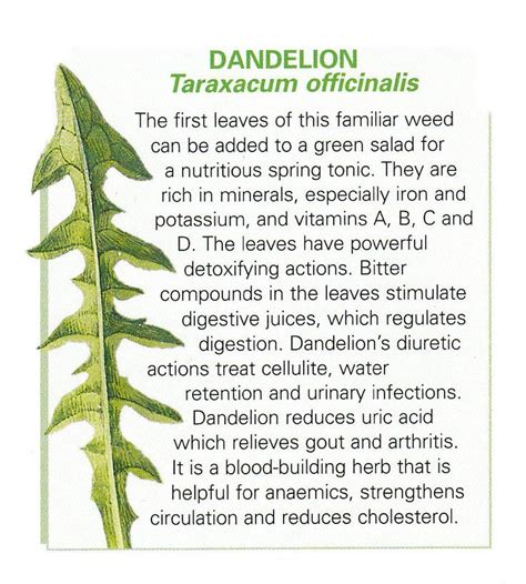 17 Best images about Dandelion on Pinterest | Jelly, Dandelion leaves and Dandelions