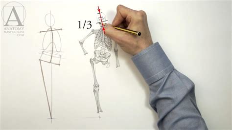 Human Body Skeleton - Anatomy Lesson for Artists - YouTube