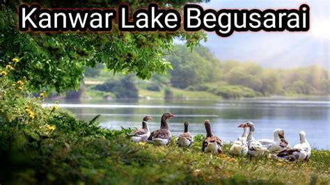 Kanwar lake Begusarai | Jamangla gardh | Kanwar lake bird sanctuary | kanwar lake bihar | kabar ...