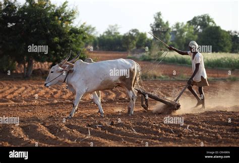 Indian farmer working in his field Andhra Pradesh South India Stock Photo - Alamy