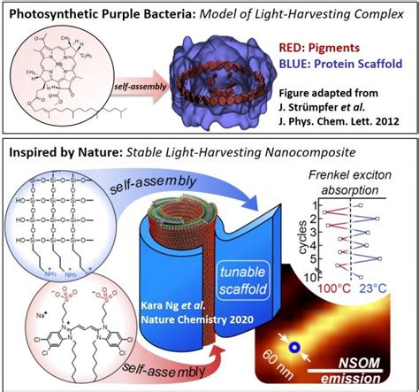 Breakthrough in Stabilization of Bio-Inspired Solar Energy Harvesting ...