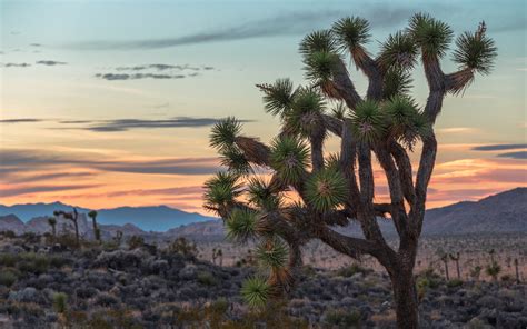 Joshua Tree National Park Full HD Wallpaper and Background Image | 1920x1200 | ID:515731