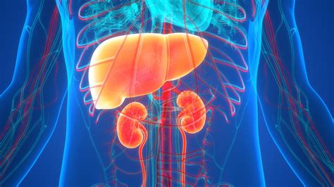 Modeling liver and kidney disease - EPFL