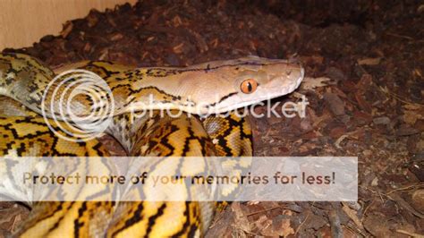 Some seriously ugly snakes - Reptile Forums