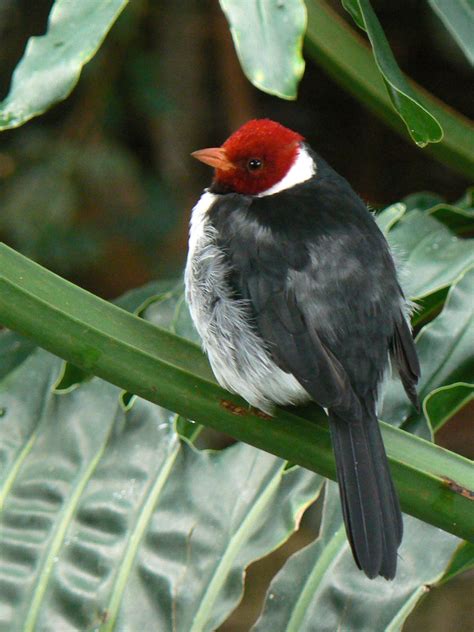 File:Paroaria capitata -National Aviary, Pittsburgh, Pennsylvania, USA-8a.jpg - Wikimedia Commons