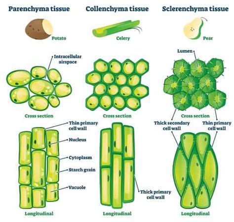 Plant Cell - The Definitive Guide | Biology Dictionary