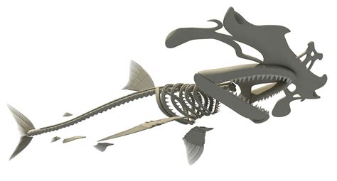 Hammerhead Shark Skeleton 3D Model – 3D Horse