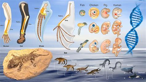 Evidencias de la Evolución - ePuzzle photo puzzle