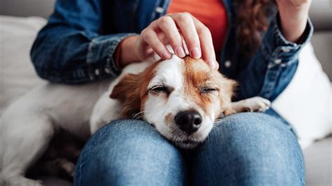 Why Petting a Dog is Good for Your Brain