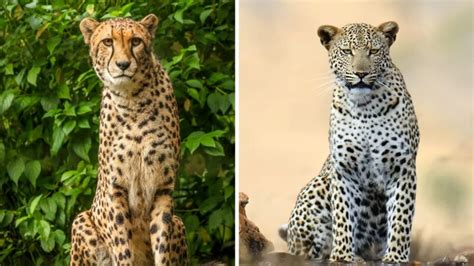 Cheetah vs Leopard: What’s the Difference?