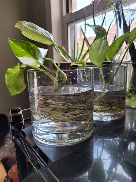 Propagating a Pothos Plant | STAG & MANOR