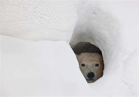 Polar Bear (Ursus maritimus) | about animals