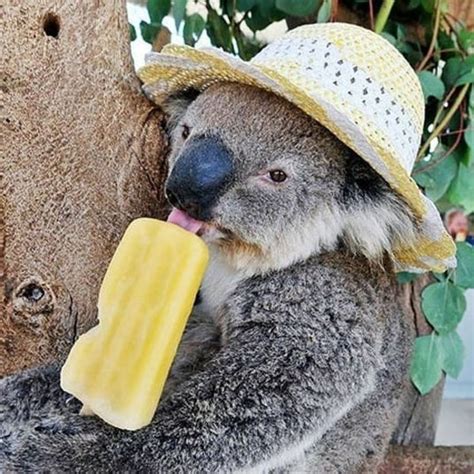 Koala Moments on Instagram: “sunny koala 🐨👒💛 send this to a friend ...