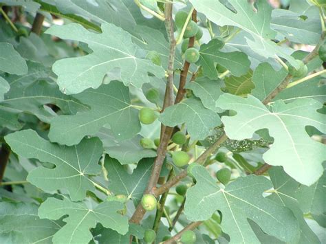 The Fig Bush: A Hardy Plant That Produces Delicious Fruit ...