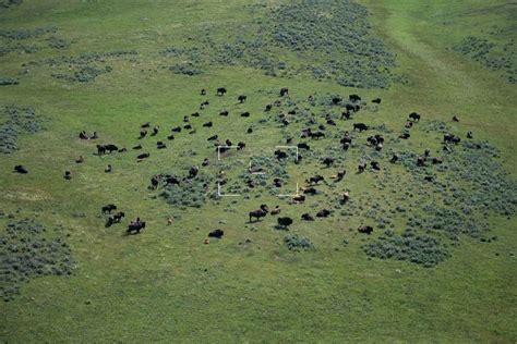 USA | Wyoming | Aerial Photo of Bison Herd | US-WY-0048.tif