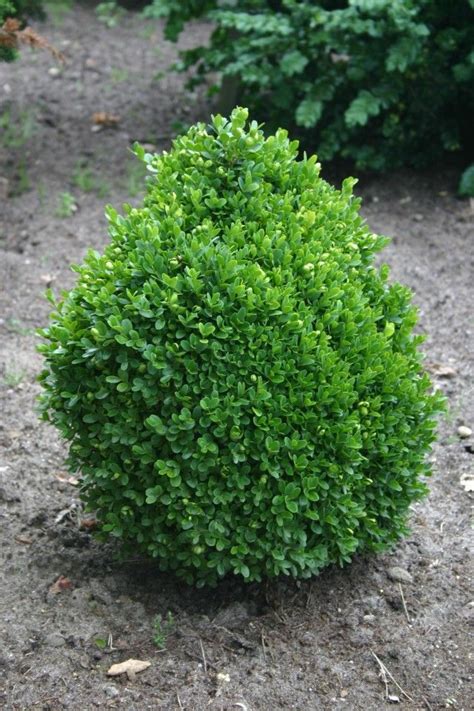 True Dwarf English Boxwood - planted 10/13 in a pot. buxus sempervirens "Suffruiticosa" Got them ...