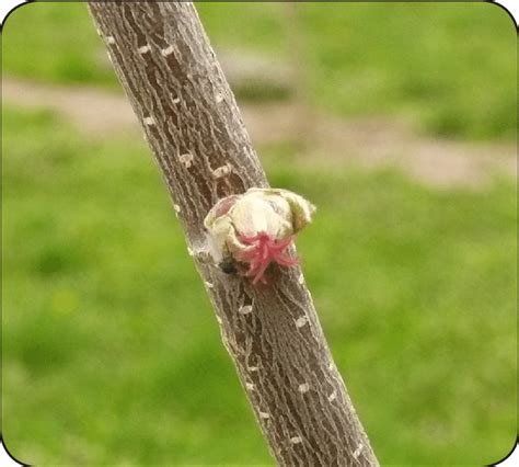 Female hazelnut flower. | Download Scientific Diagram