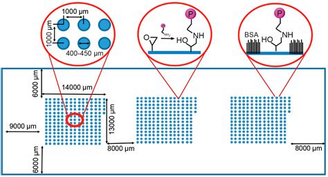 Microarrays | Free Full-Text | A Combinatorial Protein Microarray for Probing Materials ...