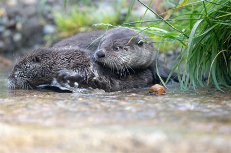 River Otter Pups Take Their Swim Lessons Outside