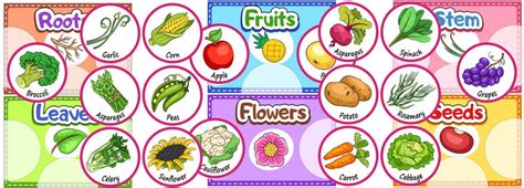 Printable Sorting Activity About the Parts of the Plants We Eat. TeachersMag.com