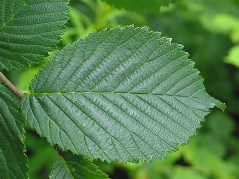 Wych Elm (Ulmus glabra) | How to Identify Wych Elm | Elm, Dutch elm disease, Bark beetle