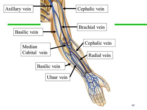 Left Brachial Vein | cephalic vein (antecubital vein) location ...