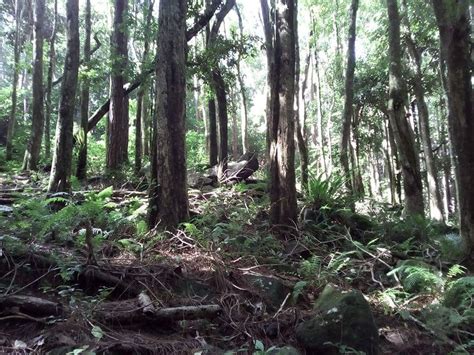 The forests of Mauritius - Yo Nature