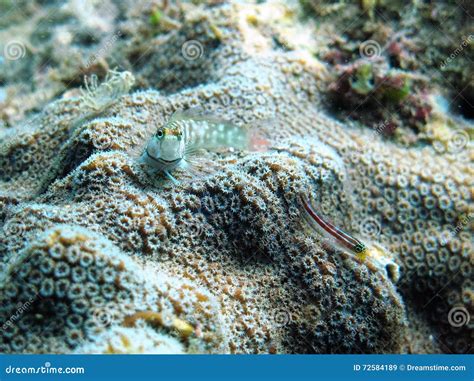 Coral Reef Blenny Fish Hiding Stock Image - Image of goby, reef: 72584189