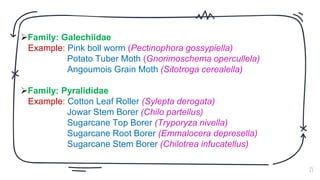 Order: Insecta Classification | PPT