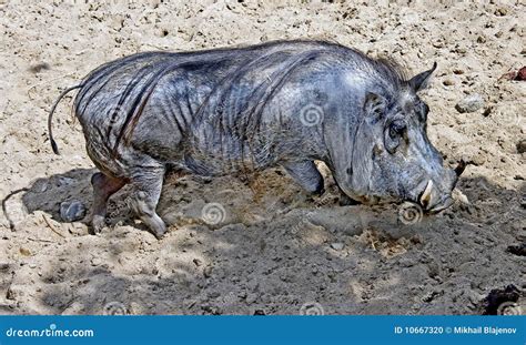 Warthog 2 stock photo. Image of enclosure, hoof, africa - 10667320