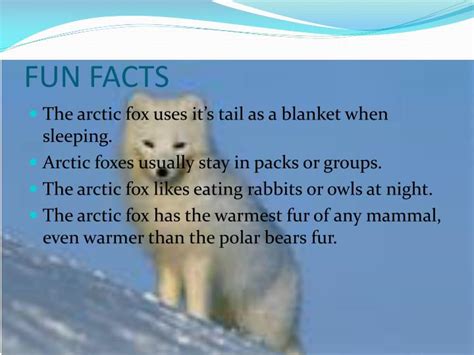 PPT - Arctic Foxes PowerPoint Presentation - ID:2807531