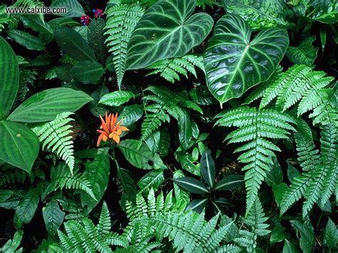 rain forest vegetation | Amazon rainforest plants, Rainforest plants ...