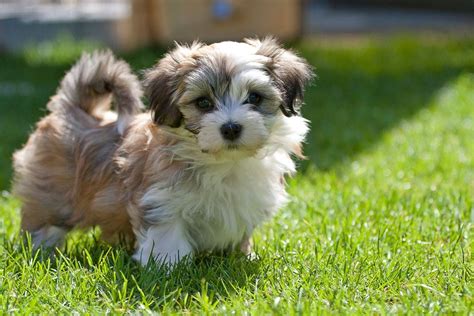 havanese-puppy-first-steps-05 | Havanese puppies, Havanese puppies for sale, Havanese dogs