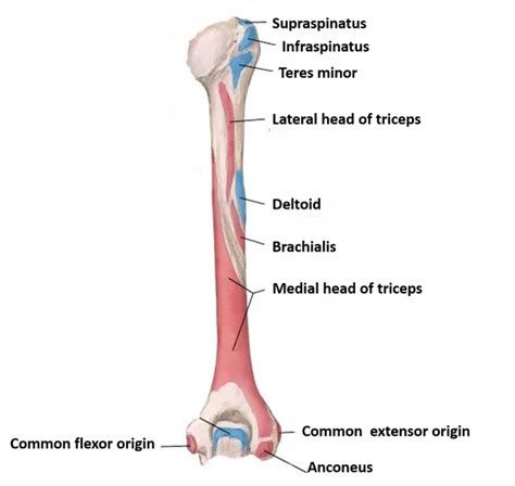 Humerus parts side determination muscles attachment and ossification anatomy qa – Artofit