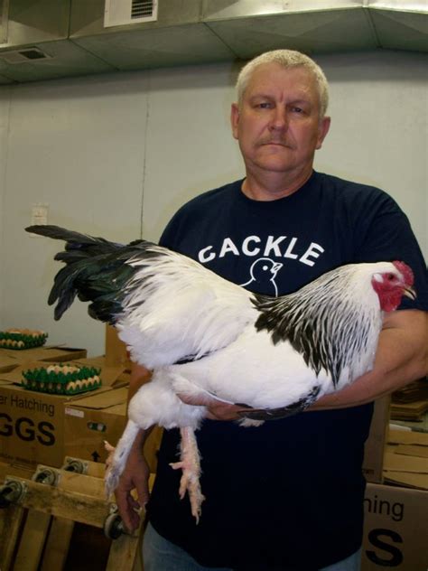 Light Brahma Chickens - Baby Chicks for Sale | Cackle Hatchery