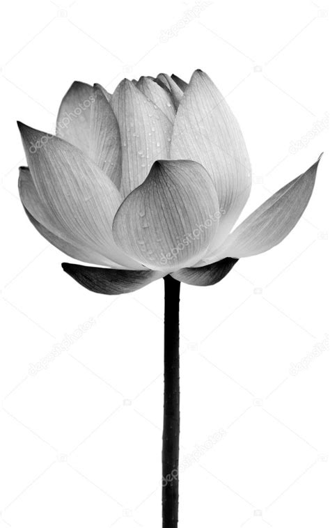 Lotus flower black and white | Lotus flower black and white — Stock ...