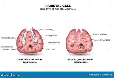 Parietal cell function stock vector. Illustration of digestive - 84988646