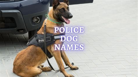 Police Dog Names: Cool Name Ideas for Your K9 Pup