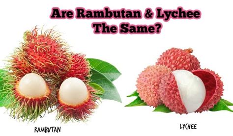 Are Rambutan and Lychee The Same? Rambutan vs Lychee – Fruitinformation.com