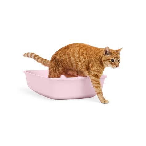 So Phresh Blush Kitten Litter Box for Easy Access & Cleanup