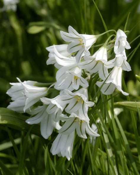 Allium triquetrum ('Three-cornered Leek') bulbs — Buy online at Farmer Gracy UK