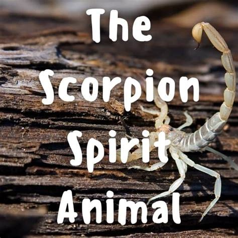 Scorpion Animal Symbolism Spirit Animal Totems