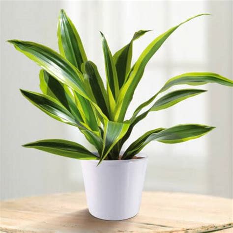 Dracaena Victoria Plant - Nestreeo.com