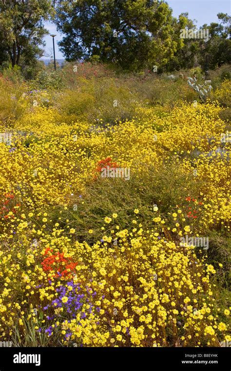 Kings park wildflowers hi-res stock photography and images - Alamy