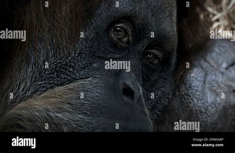 Sad orangutan wild Stock Videos & Footage - HD and 4K Video Clips - Alamy